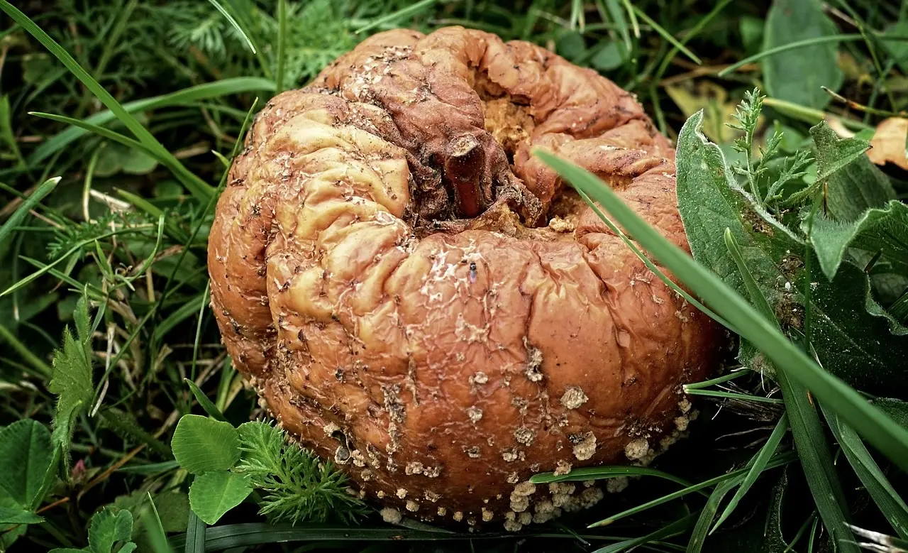 Why Do Applications Rot? The Key Factors Behind Software Degradation